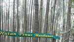 Menikmati Segarnya Hutan Pinus Cantik di Bantul