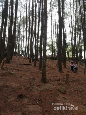 Menikmati Segarnya Hutan Pinus Cantik di Bantul