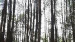 Menikmati Segarnya Hutan Pinus Cantik di Bantul