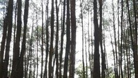 Hutan Pinus Mangunan