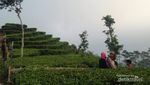 Menikmati Segarnya Kebun Teh Nglinggo di Kulon Progo