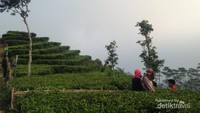 Pemandangan Kebun Teh Kulonprogo