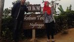 Menikmati Segarnya Kebun Teh Nglinggo di Kulon Progo