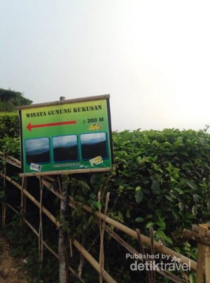 Menikmati Segarnya Kebun Teh Nglinggo di Kulon Progo