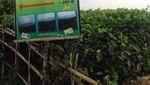 Menikmati Segarnya Kebun Teh Nglinggo di Kulon Progo