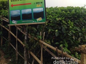 Menikmati Segarnya Kebun Teh Nglinggo di Kulon Progo
