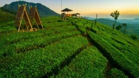 Kebun teh yang terhampar seperti permadani
