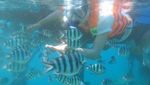 Menikmati Wisata Bawah Laut Karimunjawa