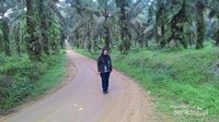 Di perjalanan sempat berfoto di tengah hamparan perkebunan sawit