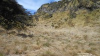 Padang rumput di Gunung Lawu di sekitar puncak