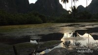 Sunrise View Coconut Tree