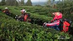 Menjelajah Kebun Teh di Cianten, Bogor