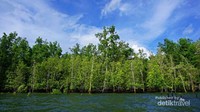 Hutan Mangrove ini menjadi salah satu yang terbaik di Indonesia setelah Raja Ampat dan mencakup 10% dari luas Hutan Mangrove di Indonesi