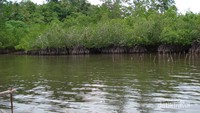 Traveler bisa menyusuri Hutan Mangrove dari atas perahu kecil yang disediakan warga, jajaran Mangrove yang tersusun rapi akan memanjakan mata traveler