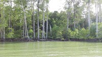 Hal lainnya yang bisa traveler lakukan disini adalah merasakan menanam pohon bibit Mangrove