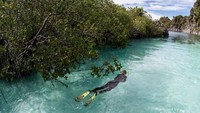 Kawasan Hutan Mangrove yang menyajikan air yang sangat jernih dan biru, sangat cocok untuk dijadikan tempat snorkeling