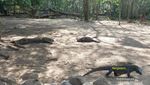 Menjelajahi Indahnya Pulau Komodo di NTT
