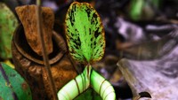 Nepenthes hookeriana