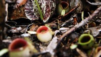 Salah satu keluarga Nepenthes