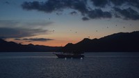 Kalong di Pulau Kalong