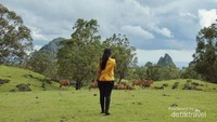 Padang sabana di bukit Nuat yang bikin kalian ingin berlama-lama ditempat ini.