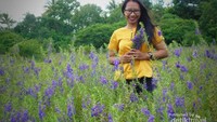 Indahnya berfoto ria ditengah hamparan bunga lavender.