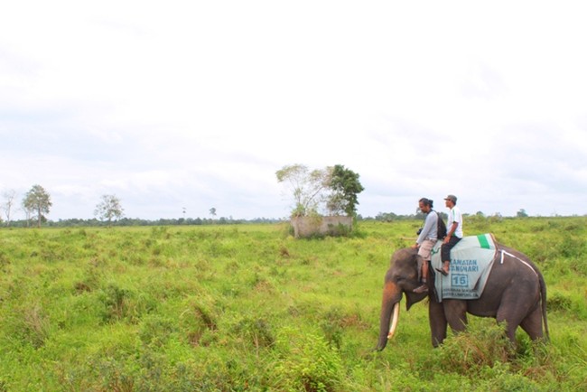 Menjelajahi Way Kambas dengan Safari Gajah