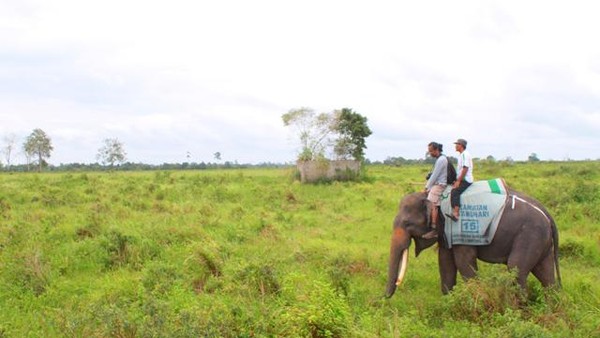 Menjelajahi Way Kambas dengan Safari Gajah