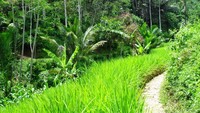 Jalan setapak menuju kampung adat