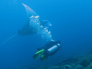 Menyelam Bersama Ikan Pari, Kunjungi 6 Lokasi Ini