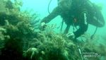 Menyelami Indahnya Alam Bawah Laut Pulau Sepa