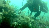 Alam bawah laut Pulau Sepa dalam kondisi air yang tidak jernih