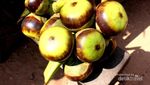 Menyelami Kehidupan Pedesaan Masyarakat Kamboja