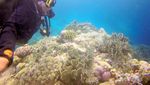 Menyelami Keindahan Wakatobi