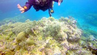 menyelam di Wakatobi/dok.pribadi