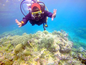Menyelami Keindahan Wakatobi