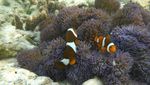 Menyepi Dari Keramaian di Togean, Sulteng