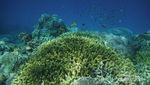 Menyepi Dari Keramaian di Togean, Sulteng