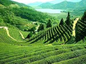 Menyeruput Keindahan Kebun Teh Darjeeling, India