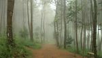 Menyibak Kabut Hutan Pinus Kragilan yang Lagi Hits di Sosmed