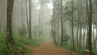 Suasana hutan pinus yang diselimuti kabut