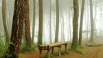 Menyibak Kabut Hutan Pinus Kragilan yang Lagi Hits di Sosmed