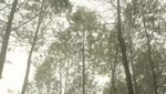 Menyibak Kabut Hutan Pinus Kragilan yang Lagi Hits di Sosmed