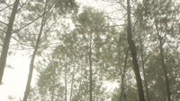 Pohon pinus yang ada di hutan yang sangat tinggi
