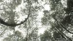 Menyibak Kabut Hutan Pinus Kragilan yang Lagi Hits di Sosmed
