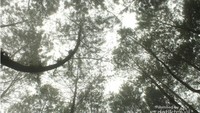 Kkanopi hutan yang rimbun
