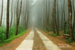 Menyibak Kabut Hutan Pinus Kragilan yang Lagi Hits di Sosmed