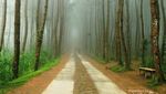 Menyibak Kabut Hutan Pinus Kragilan yang Lagi Hits di Sosmed
