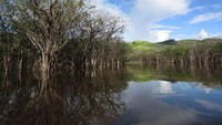 Danau Sentarum di kelilingi oleh bukit-bukit hijau dan ditumbuhi oleh kayu-kayu Putat. (Dwi Putri Ratnasari/ACI)