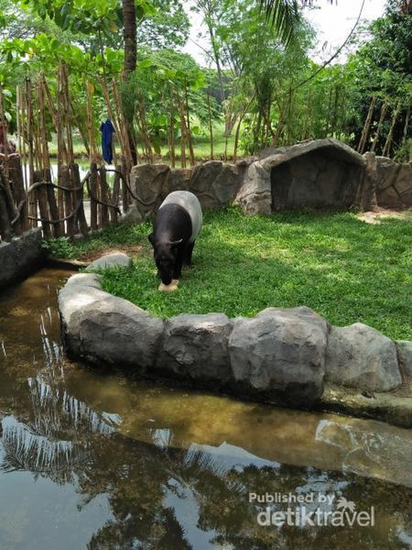 Tapir Faunaland yang sedang menikmati kudapan makan siang, berupa campuran air dan madu yang dibekukan. Nyam! Tapir Faunaland yang sedang menikmati kudapan makan siang, berupa campuran air dan madu yang dibekukan. Nyam!